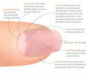 Nail anatomy 1