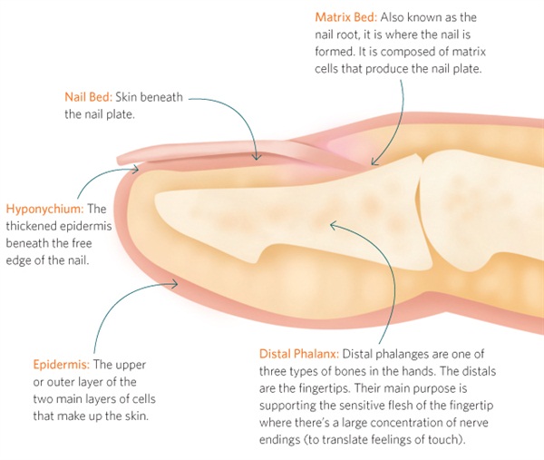 Nail Anatomy side angle