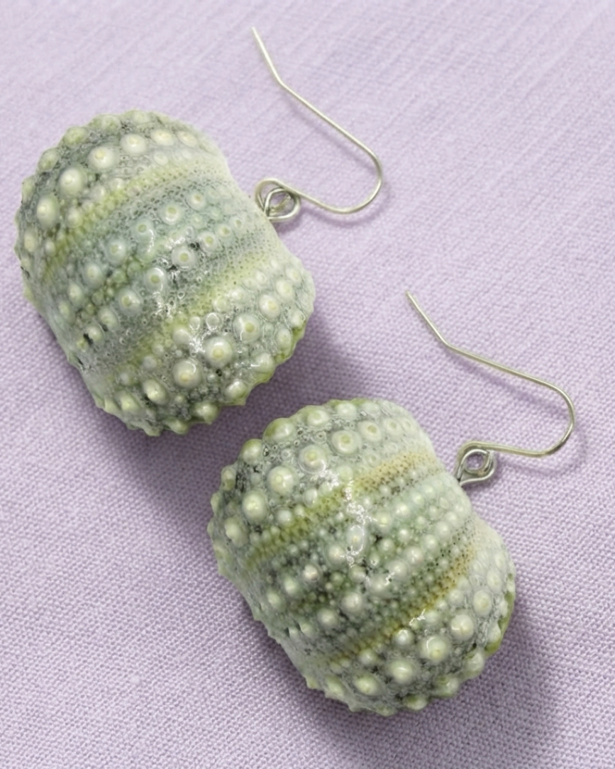 Sea Urchin / Kina Shell earrings - all sizes - Image 10