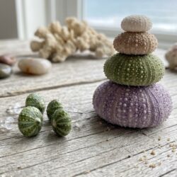 Sea Urchin / Kina Shell Studs