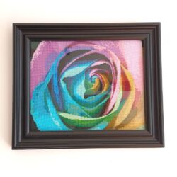 Colourful Rose
