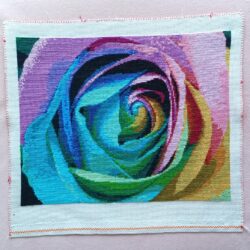 Rose - Colourful