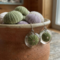 Sea Urchin / Kina Shell Earrings