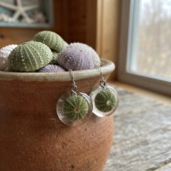 Sea Urchin / Kina Shell Earrings