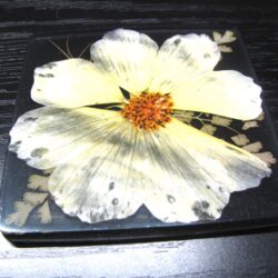 Resin Coasters - Cosmos & Fern