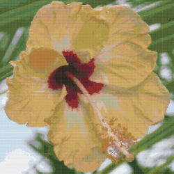 Hibiscus - yellow