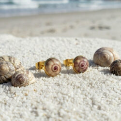Sea Snail Studs