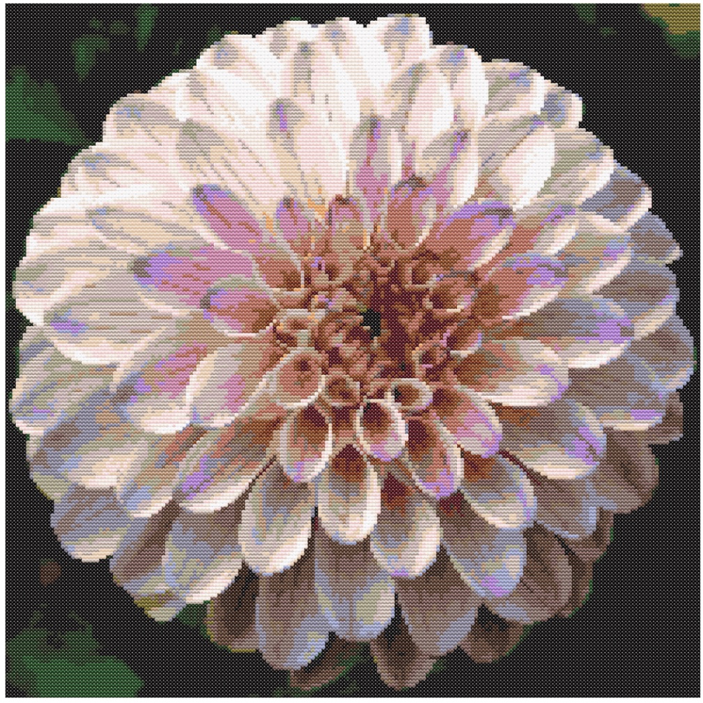Dahlia - pink