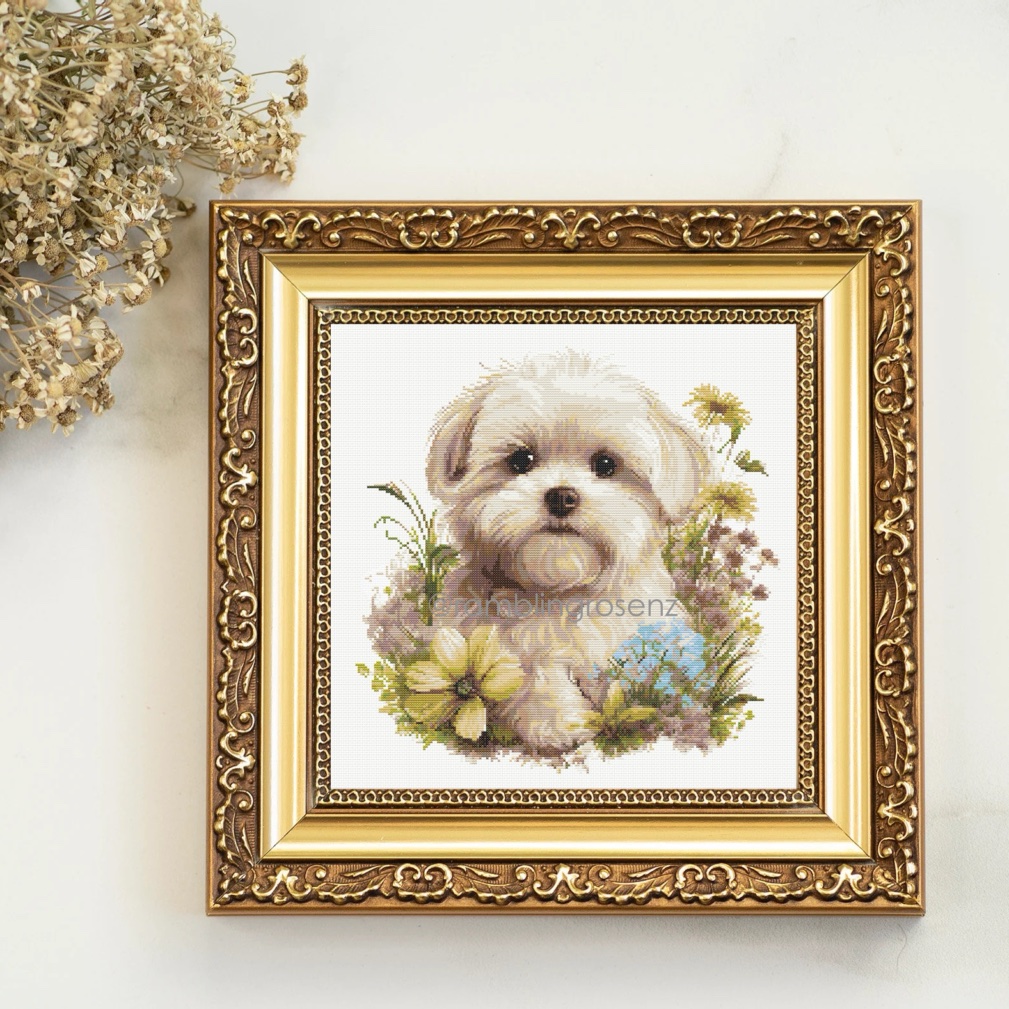 Maltese Poodle - Image 4