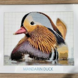 Mandarin Duck