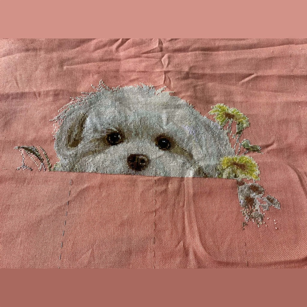 Maltese Poodle - Image 5