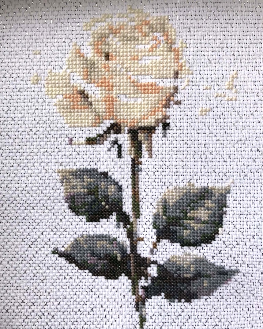 Rose in Glass - Cream - Image 5