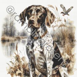 German Shorthaired Pointer