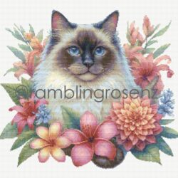 Balinese Cat