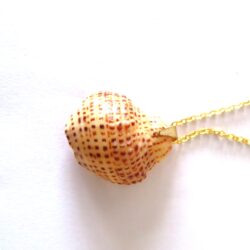 Spotted Shell Necklace